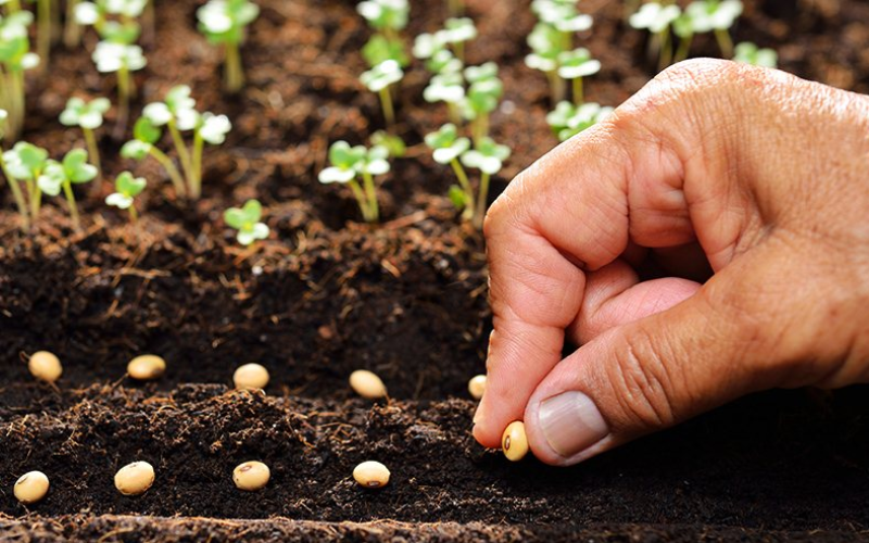 Ngâm ủ, gieo hạt và cấy cây khi trồng cà pháo tại nhà