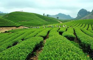 Cơ hội để ngành Trà Việt Nam phát triển vươn tầm thế giới