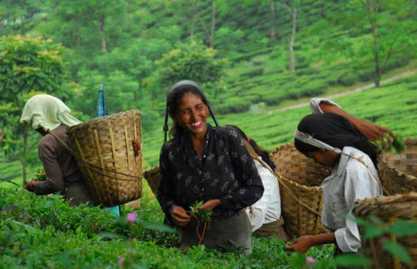 Trà Darjeeling của Ấn độ