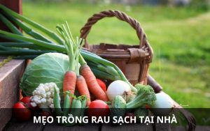 trồng rau sạch tại nhà
