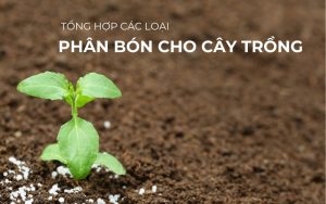 phân bón cho cây ăn quả