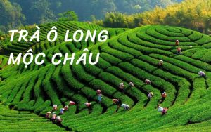 trà ô long mộc châu
