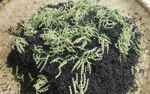 Trà ướp hoa sói
