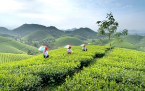 Những vùng trà nổi tiếng của Việt Nam