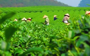 so sánh thời gian văn hóa trà đạo Việt Nam và Nhật Bản