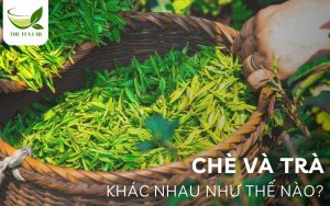 chè và trà khác nhau như thế nào