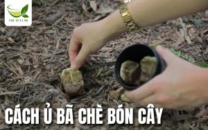 cách ủ bã chè bón cây