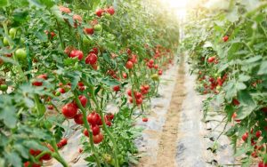 Chọn loại cây phù hợp với phân bón bã trà