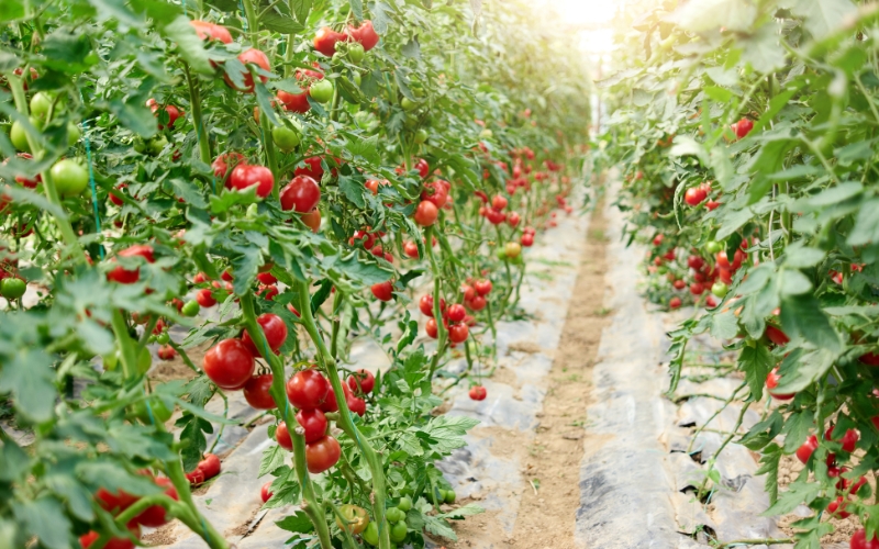 Chọn loại cây phù hợp với phân bón bã trà