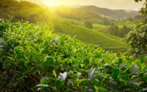 Các yếu tố ảnh hưởng đến hương thơm của trà
