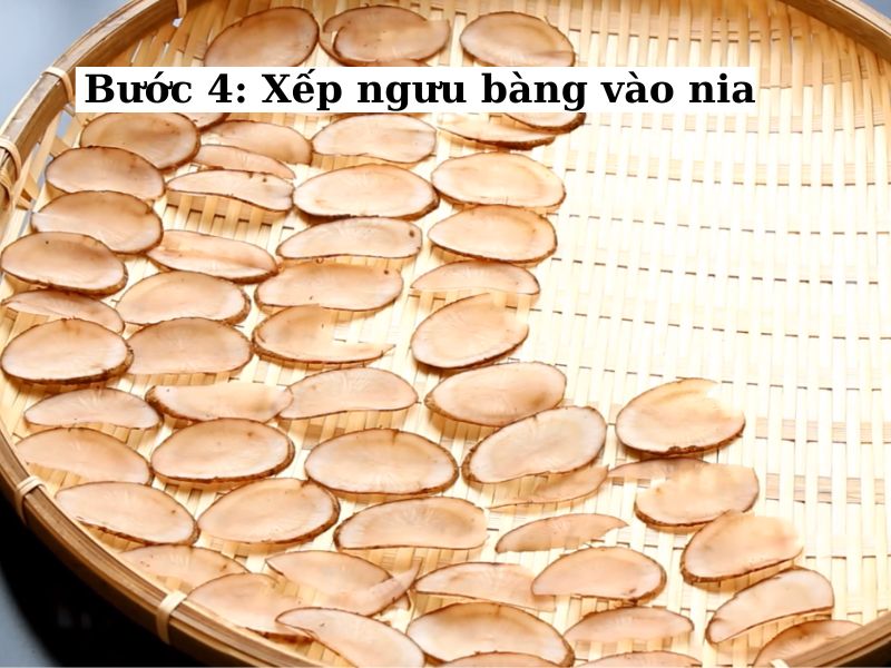 xếp các lát ngưu bàng lên nia