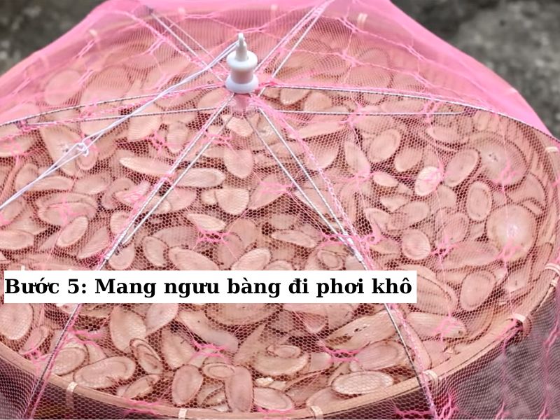 phơi ngưu bàng dưới ánh nắng trực tiếp 