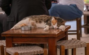 Mô hình cafe thú cưng