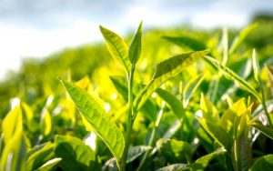 trà xanh là gì