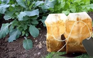 Ủ bã trà bón cho cây trồng