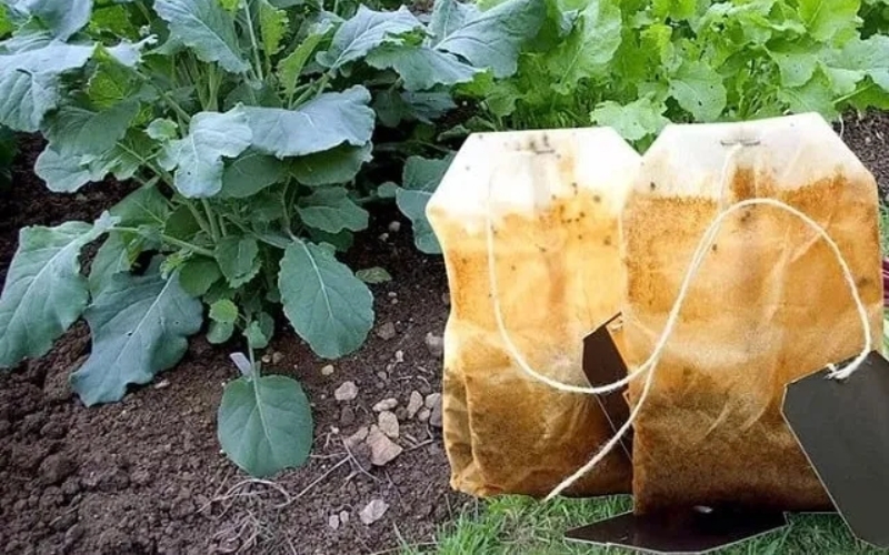 Ủ bã trà bón cho cây trồng