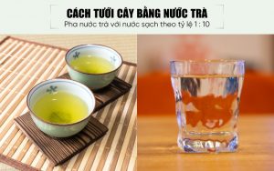 Hướng dẫn cách tưới cây bằng nước trà