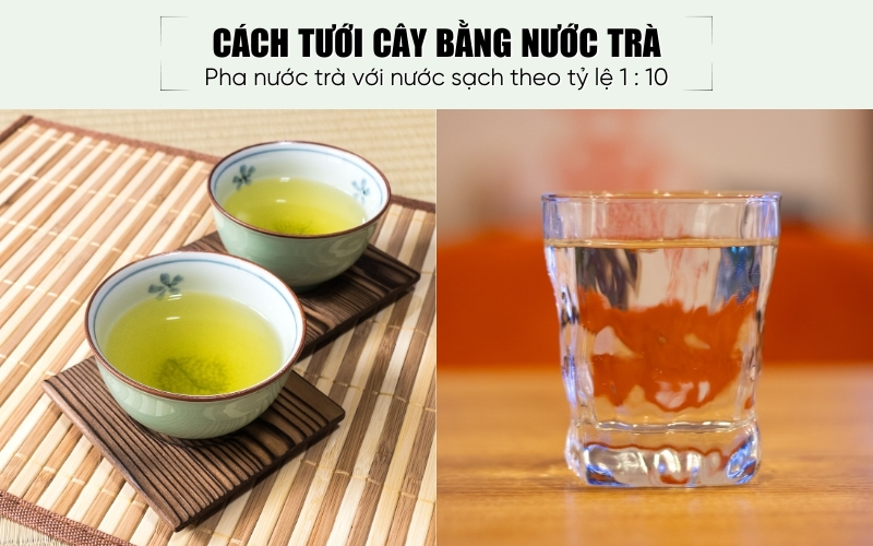 Hướng dẫn cách tưới cây bằng nước trà
