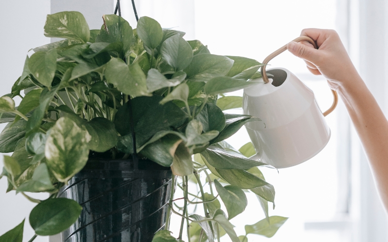 Cung cấp dưỡng chất tự nhiên