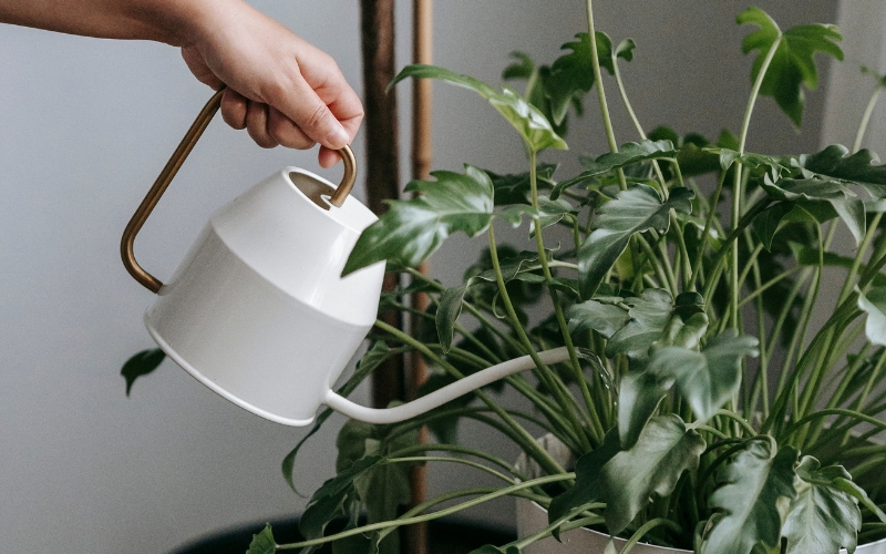 Giúp cây xanh khỏe, lá bóng hơn