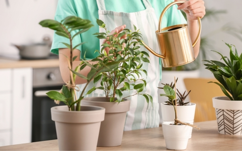 Một số lưu ý quan trọng khi dùng nước trà tưới cây