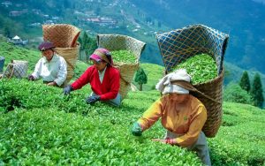 Trà Darjeeling là gì