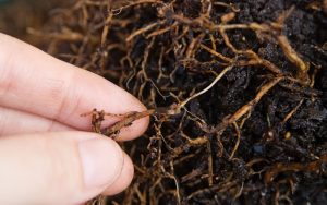 Những rủi ro có thể gặp phải khi tưới cây bằng nước trà