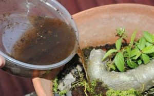 Tưới cây bằng nước trà có tốt không