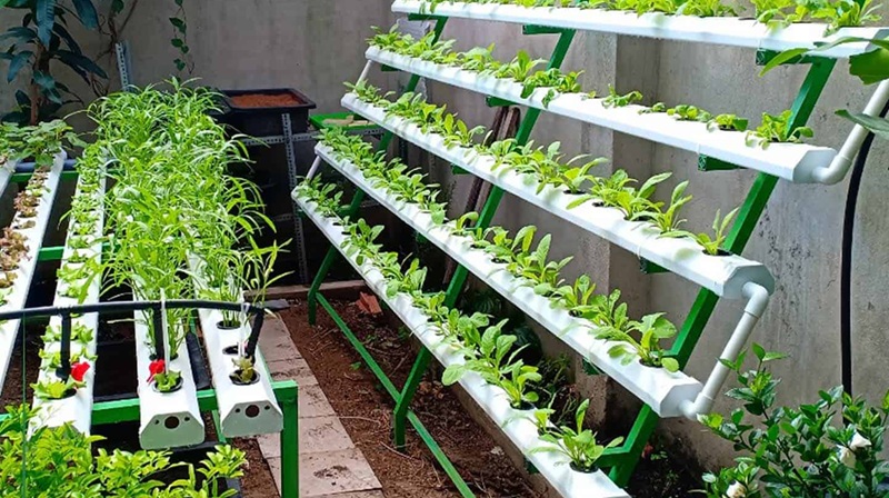 đánh giá ưu nhược điểm của rau thủy canh