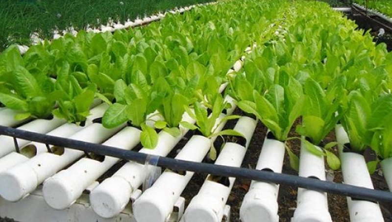 một số lưu ý khi trồng rau thủy canh