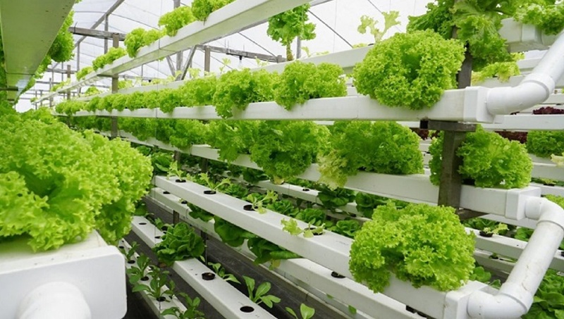 rau thủy canh tốt cho sức khỏe không