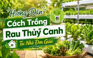 trồng rau thủy canh tại nhà